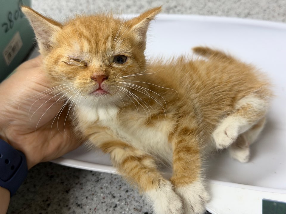 보호중 한국 고양이…