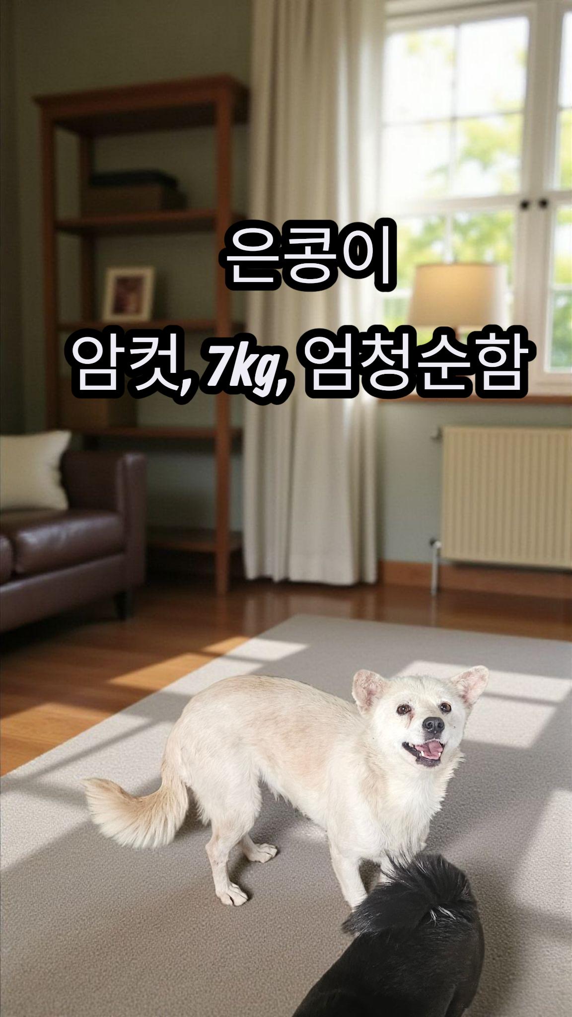 성주유기동물보호센터_447521202500491