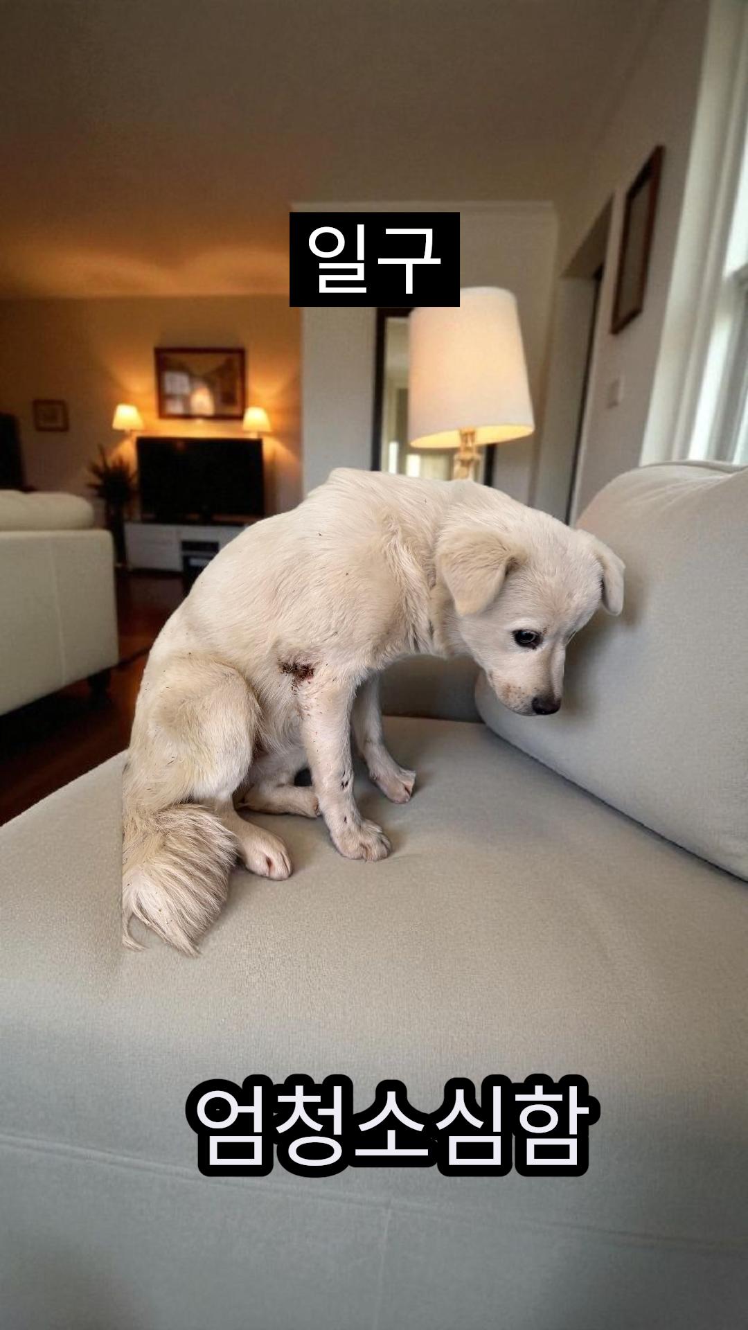 종료(안락사) 믹스…