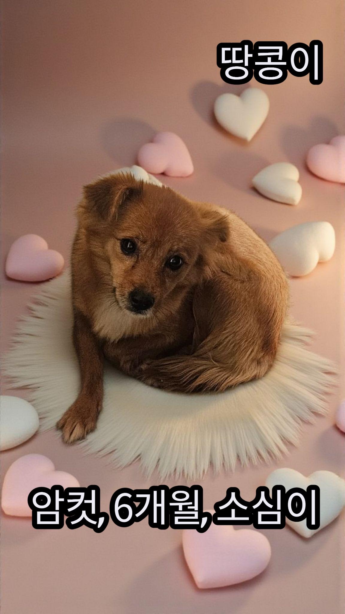 성주유기동물보호센터_447521202500492