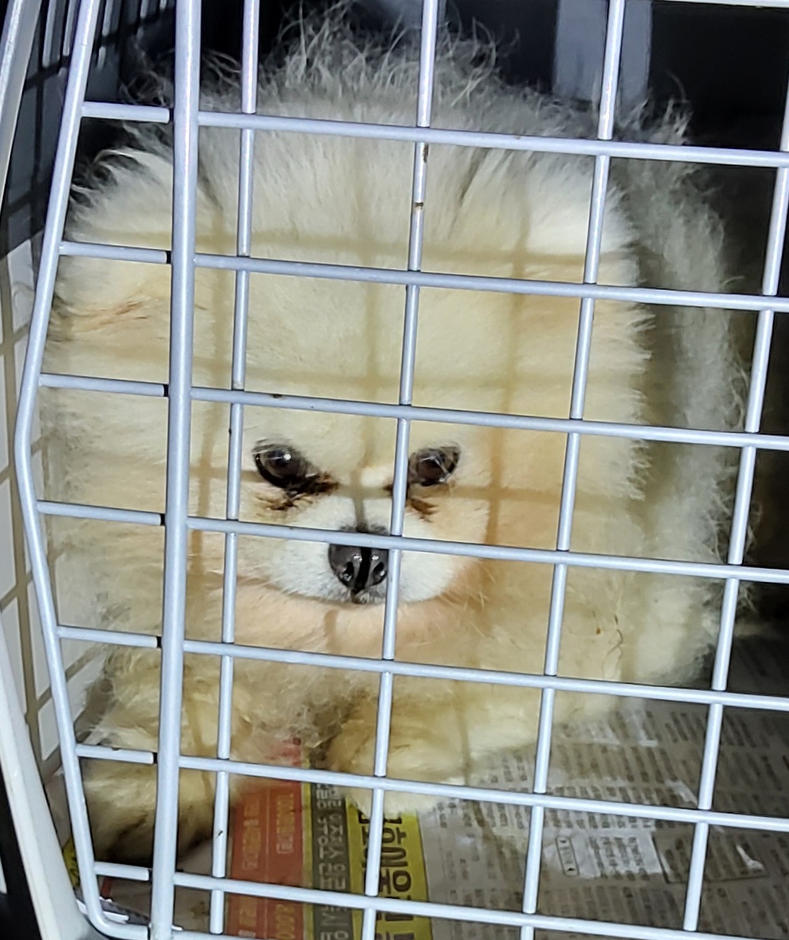 보호중 믹스견의 가…