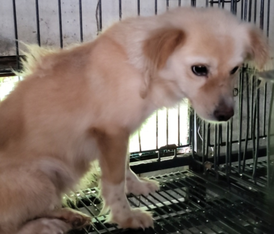 보호중 믹스견의 가…