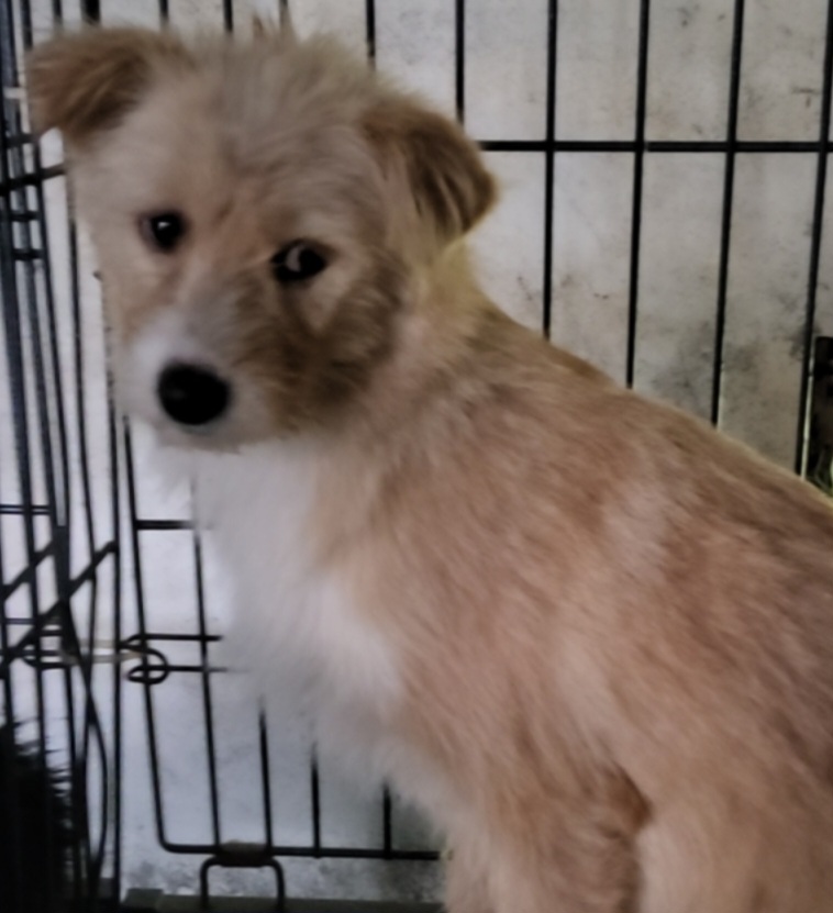 종료(입양) 믹스견…