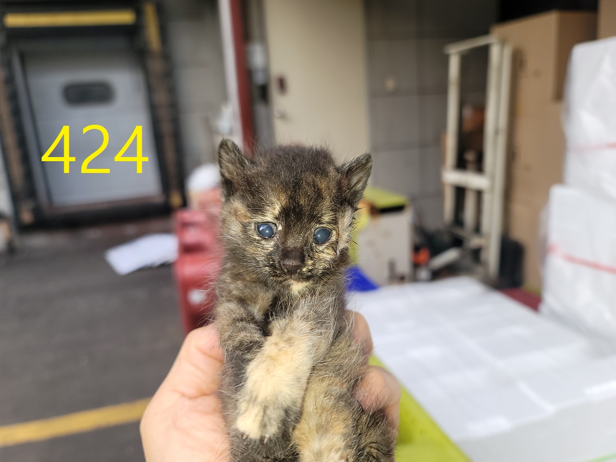 보호중 한국 고양이…