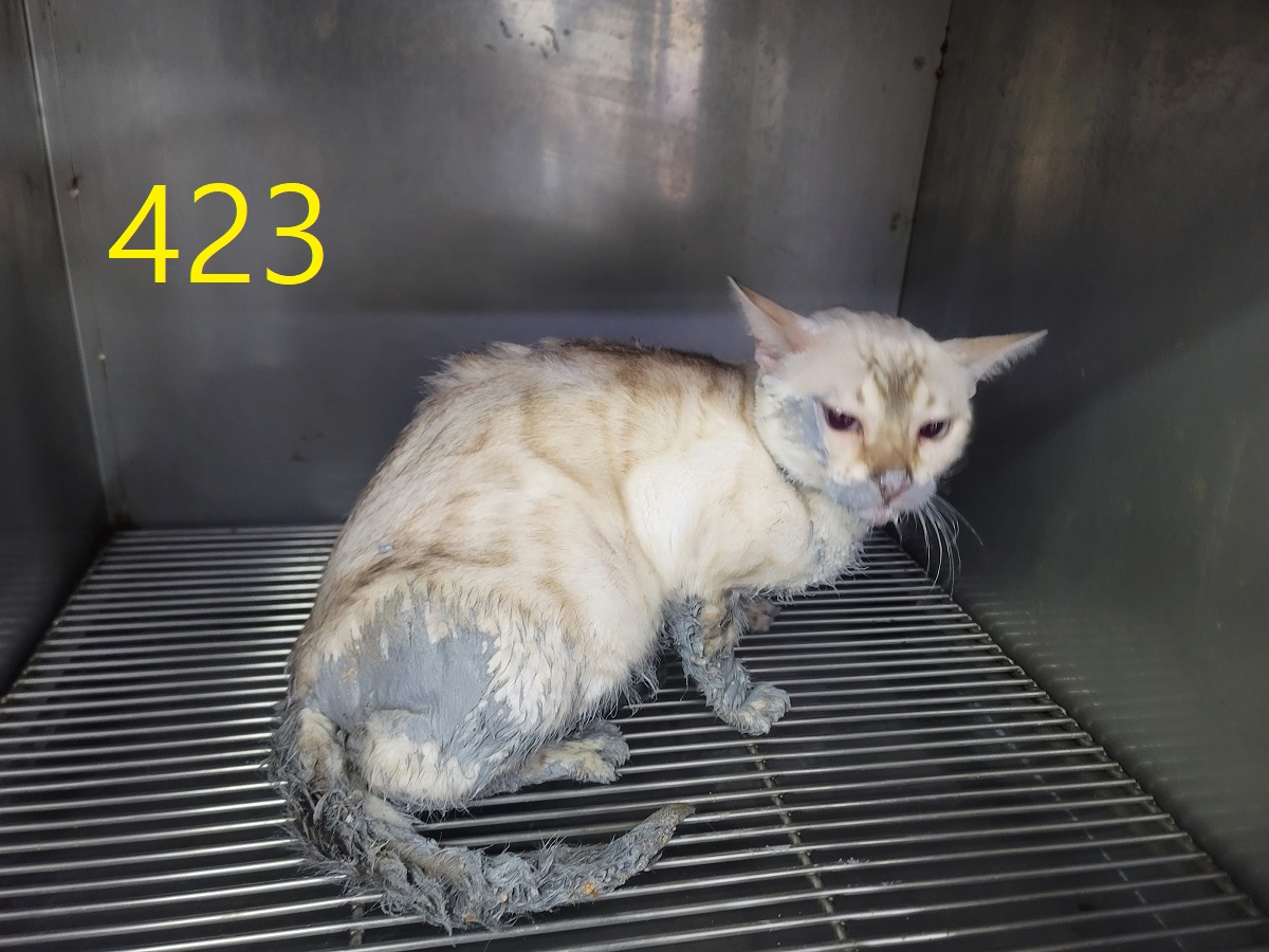 신영재동물병원_428355202500707