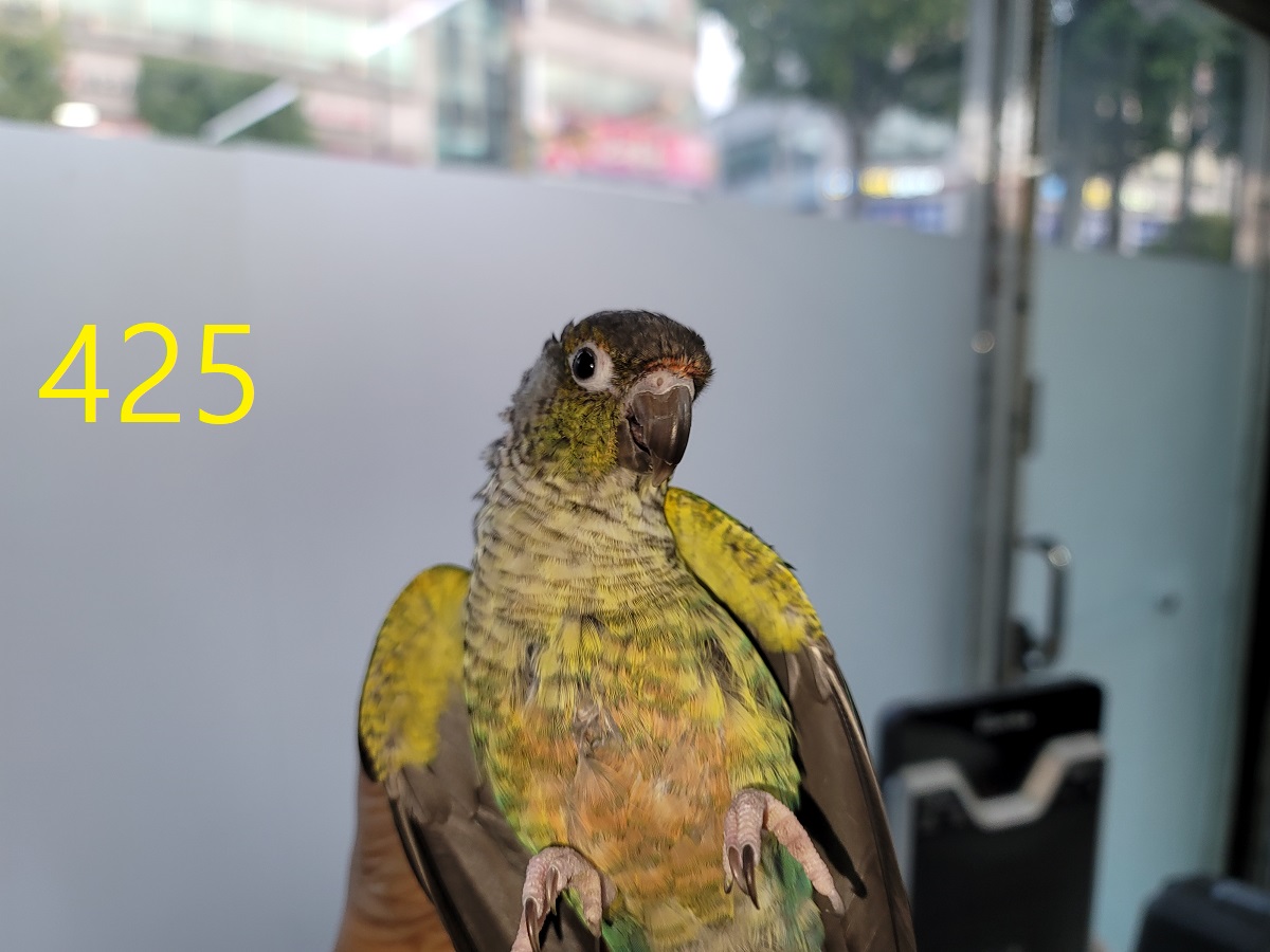 보호중 기타축종의 …