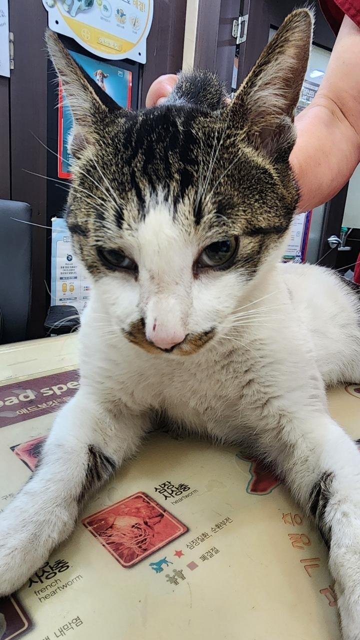 보호중 한국 고양이…