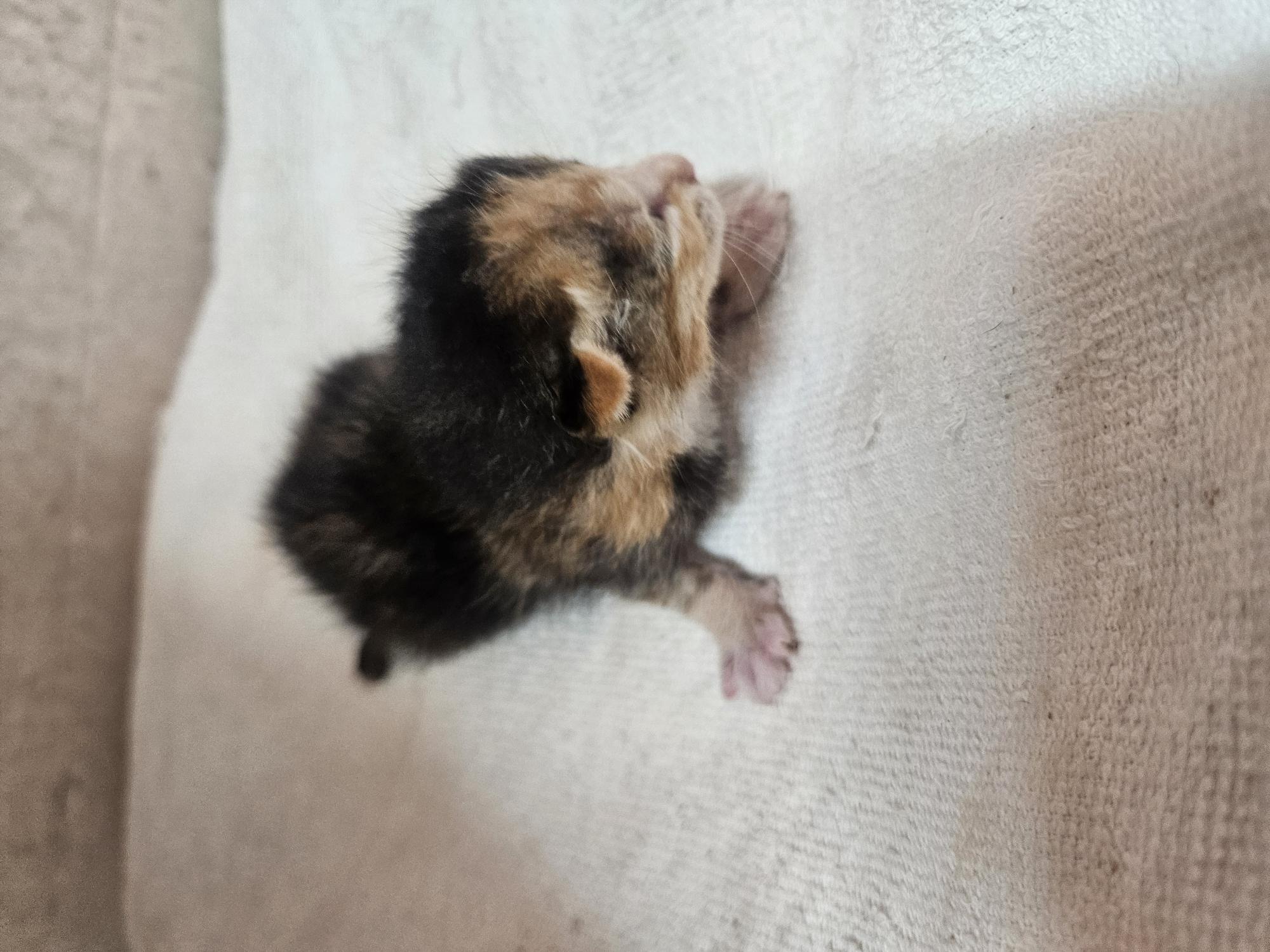 종료(자연사) 한국…