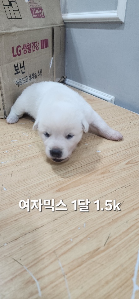 보호중 믹스견의 가…