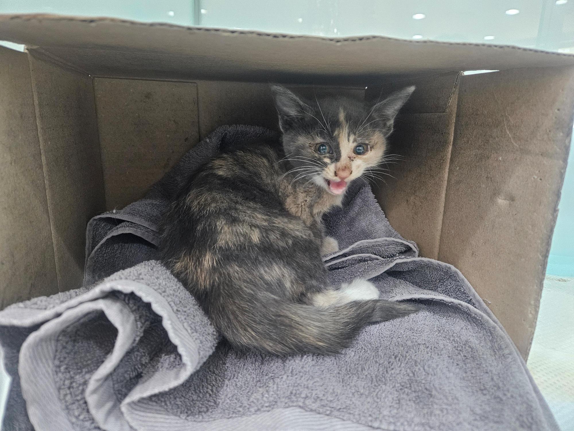 종료(입양) 한국 …