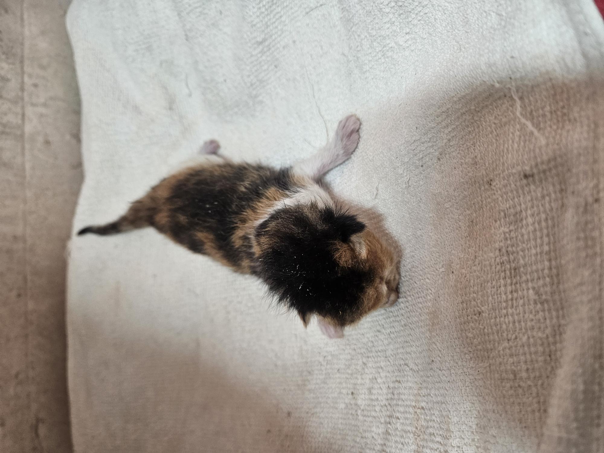 종료(자연사) 한국…