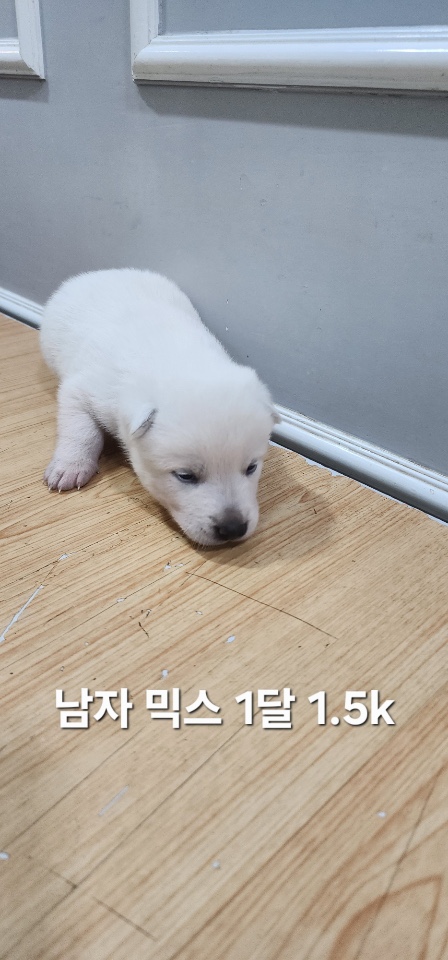 옥천동물병원_443443202500721