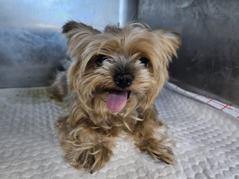 종료(기증) 요크셔…