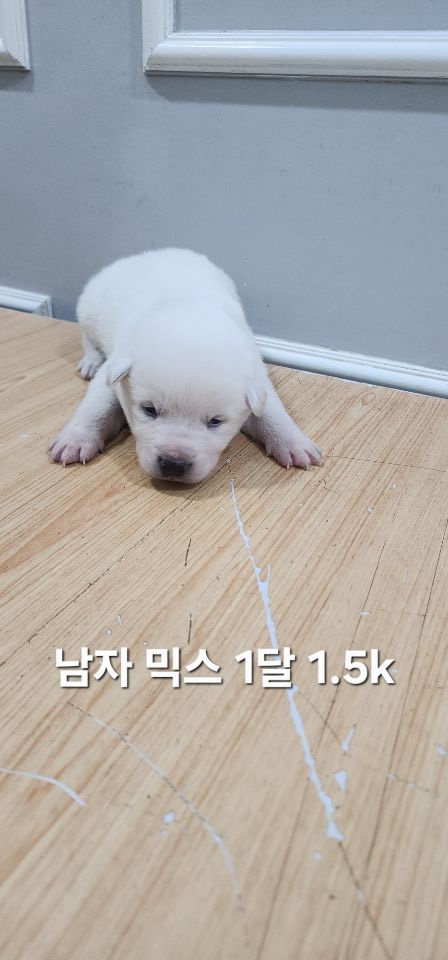 보호중 믹스견의 가…