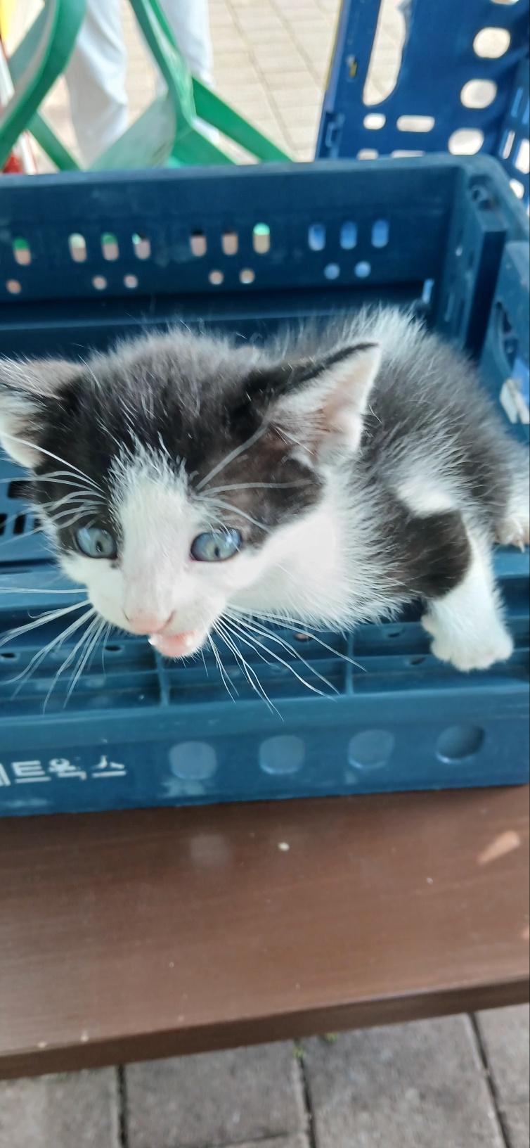 (사)동물보호관리협회_448535202501574