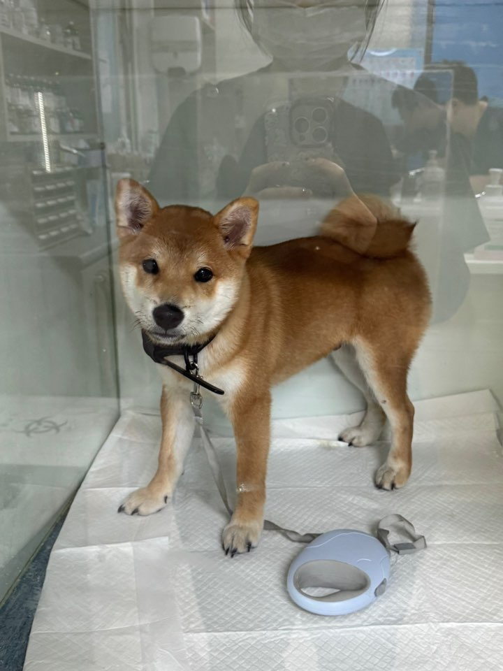 종료(반환) 시바의…