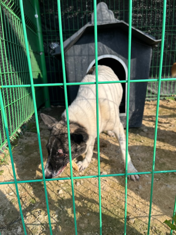 완주군유기동물보호소_445472202500591