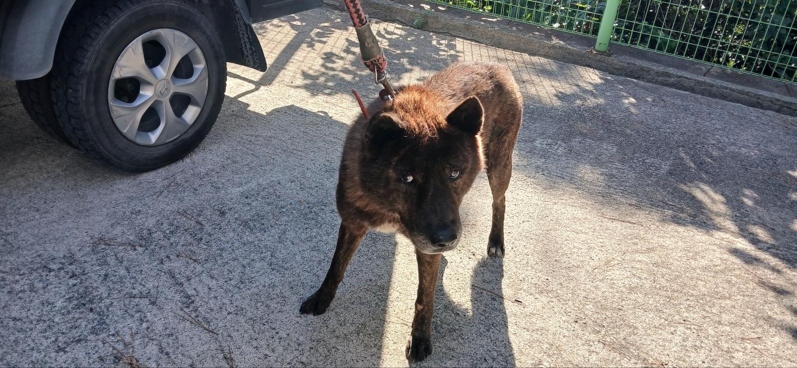 (사)동물보호관리협회_448535202501576