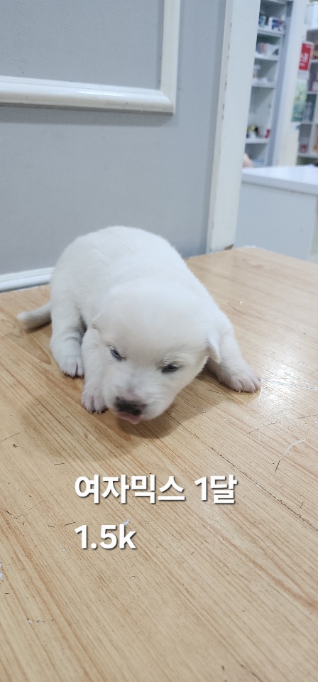 옥천동물병원_443443202500723