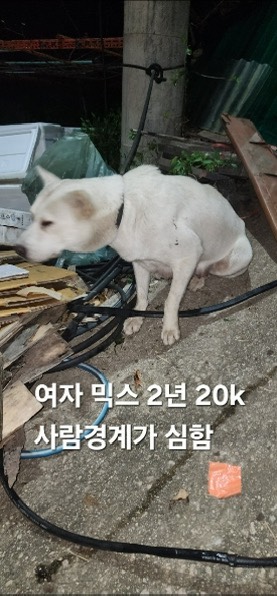 보호중 믹스견의 가…