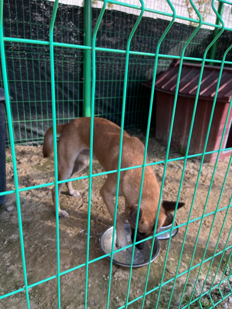 종료(반환) 믹스견…