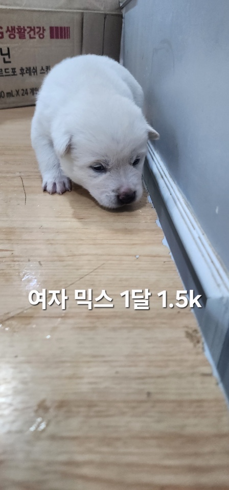 보호중 믹스견의 가…