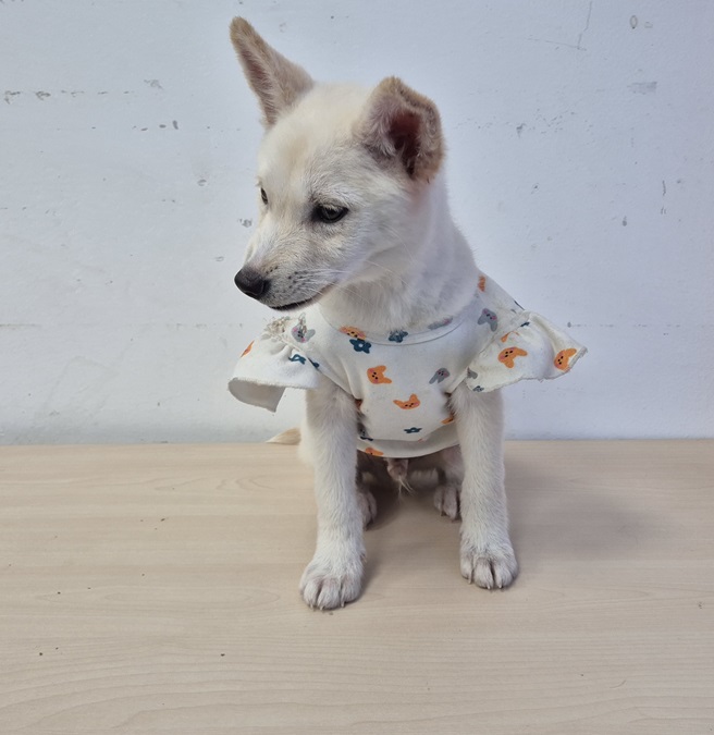 종료(반환) 믹스견…