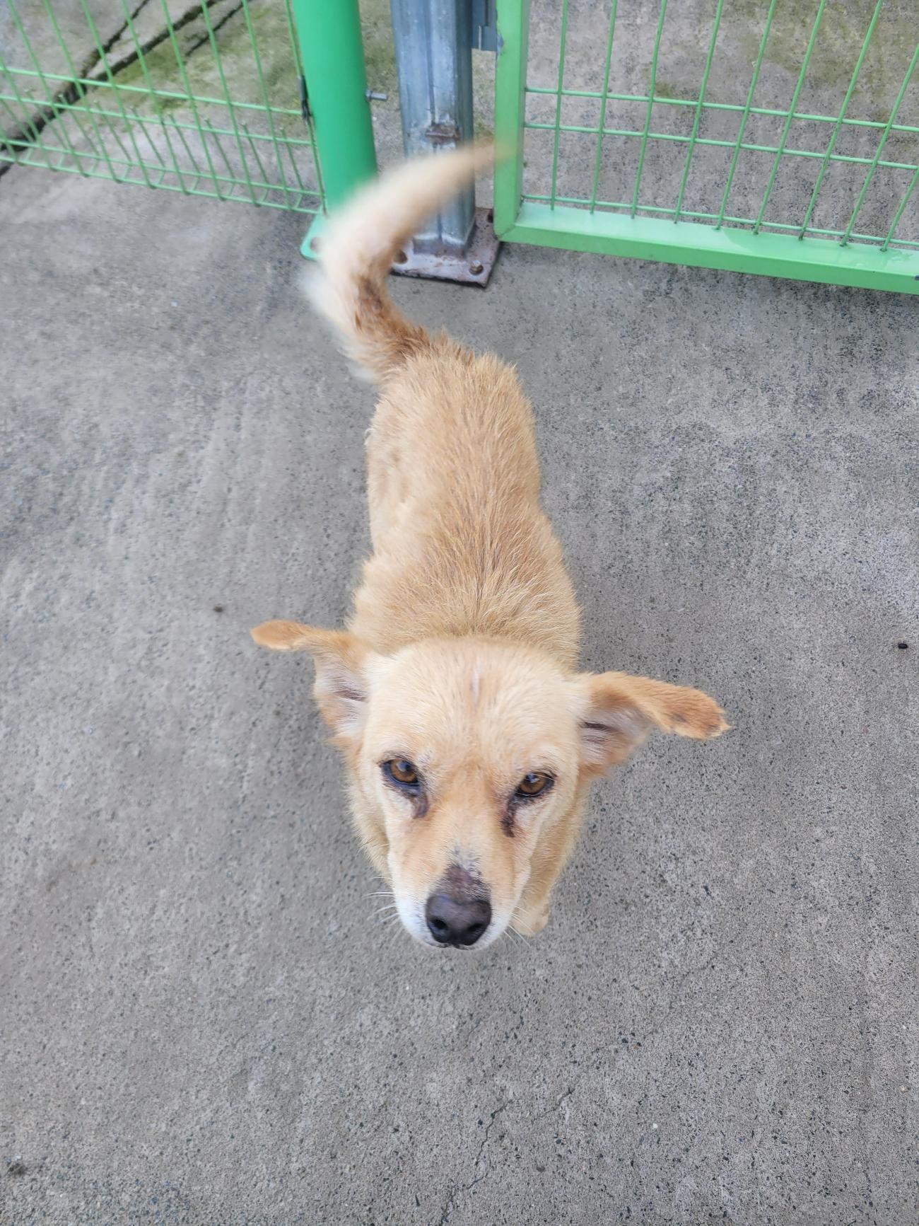 완주군유기동물보호소_445472202500592