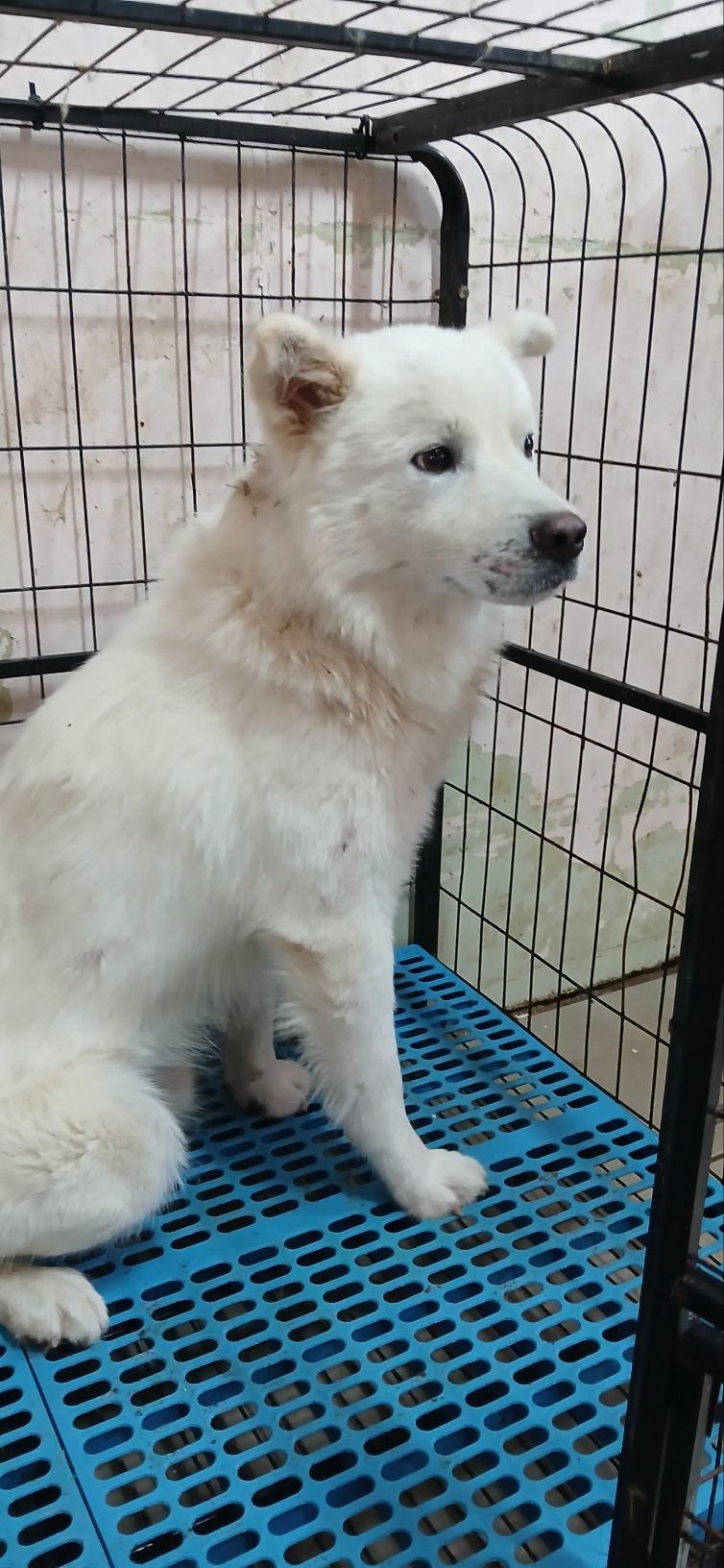 종료(반환) 믹스견…