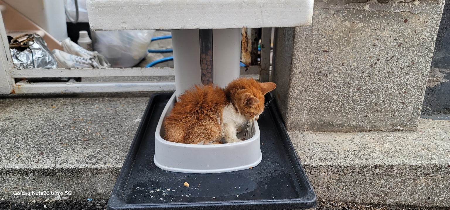 종료(자연사) 한국…