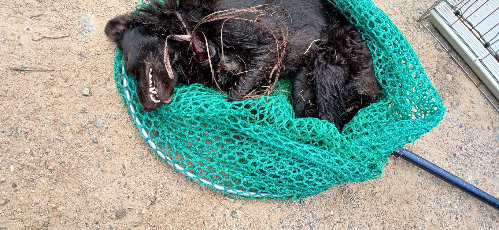 (사)동물보호관리협회_448535202501583