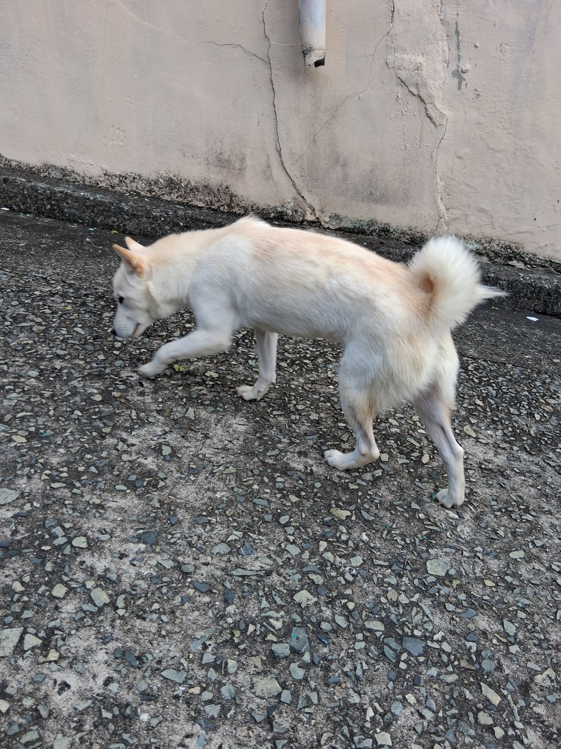 종료(입양) 믹스견…