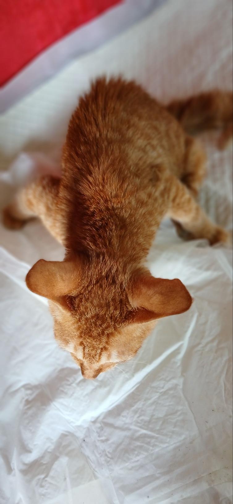 보호중 한국 고양이…