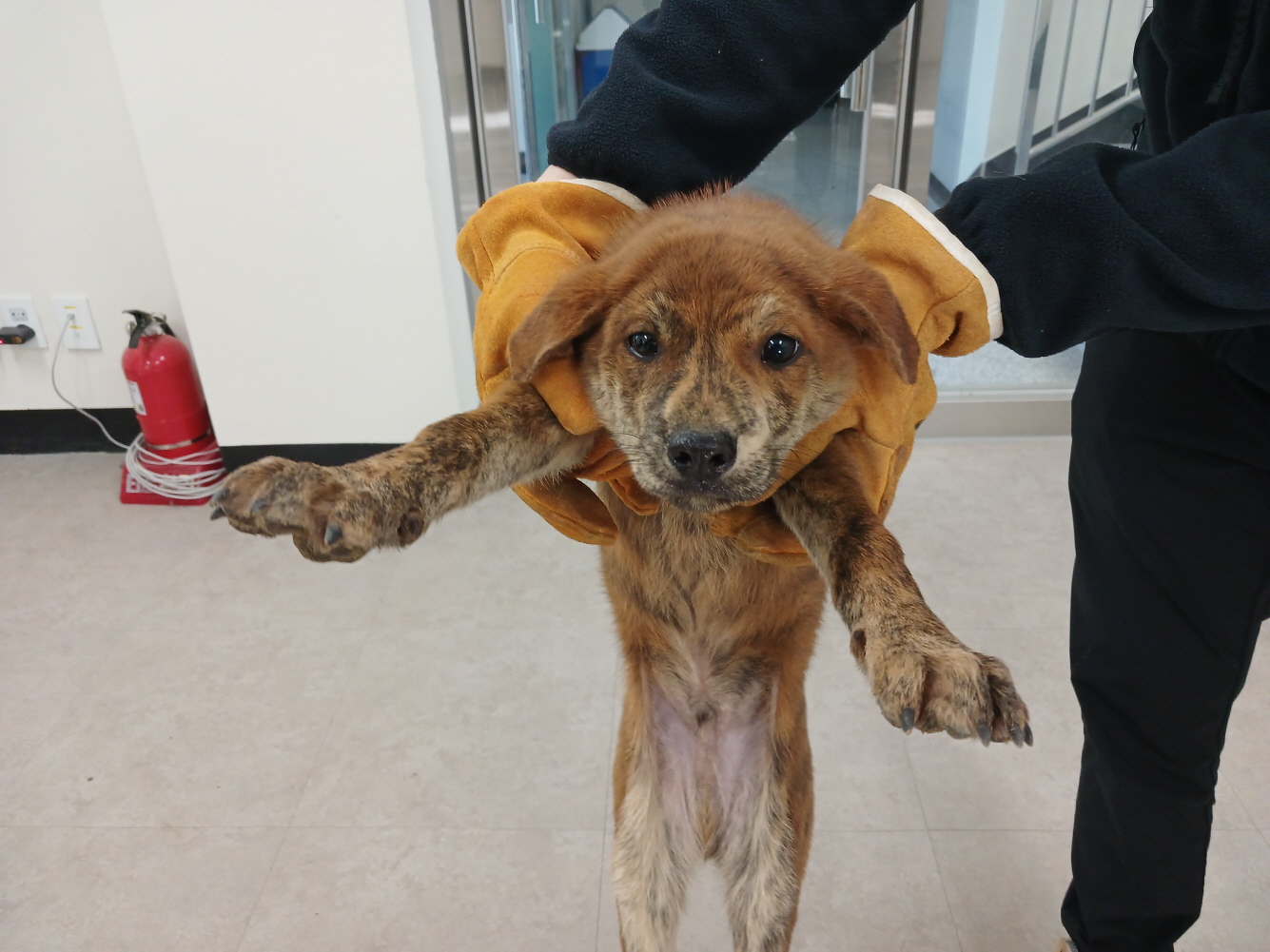 보호중 믹스견의 가…