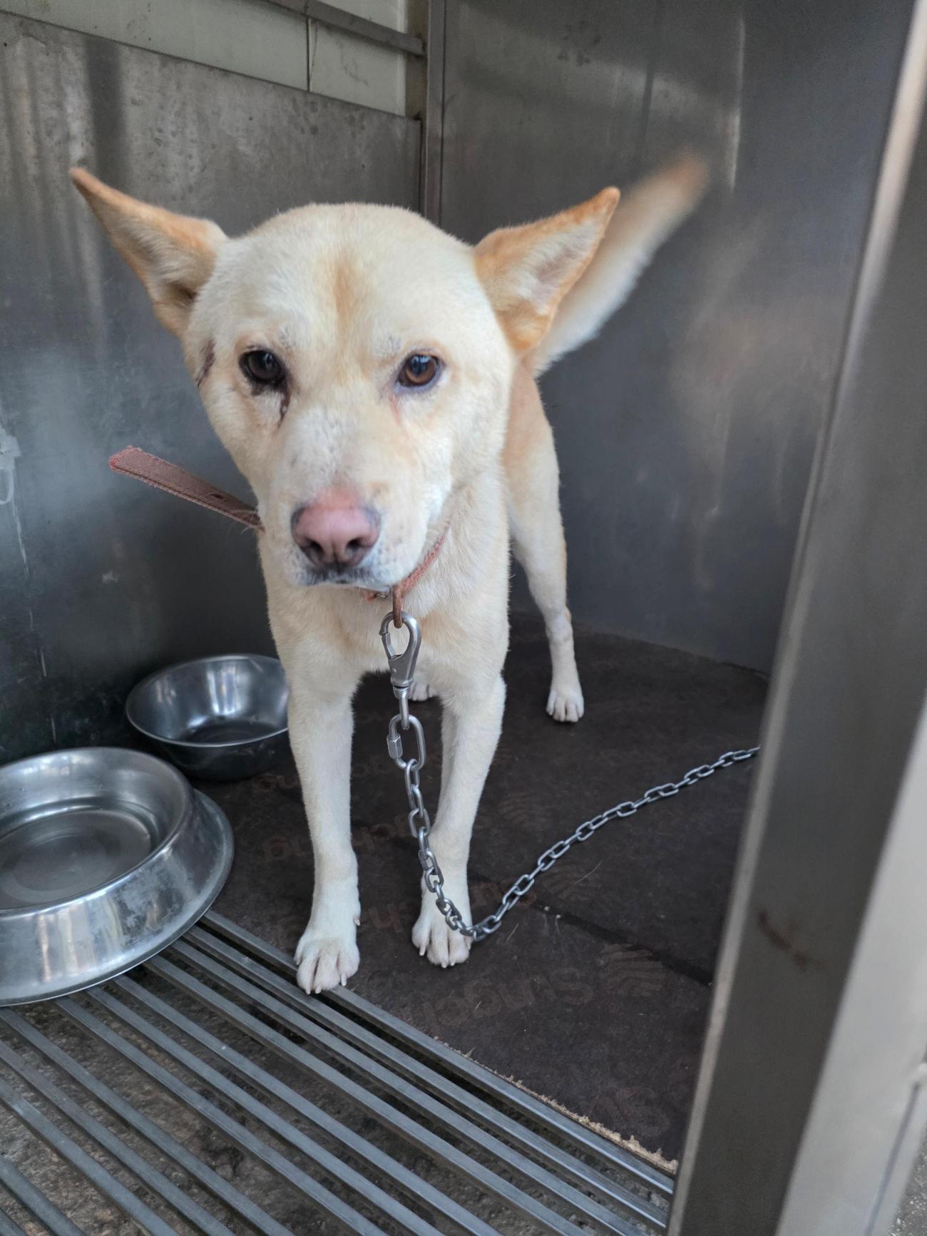 보호중 믹스견의 가…