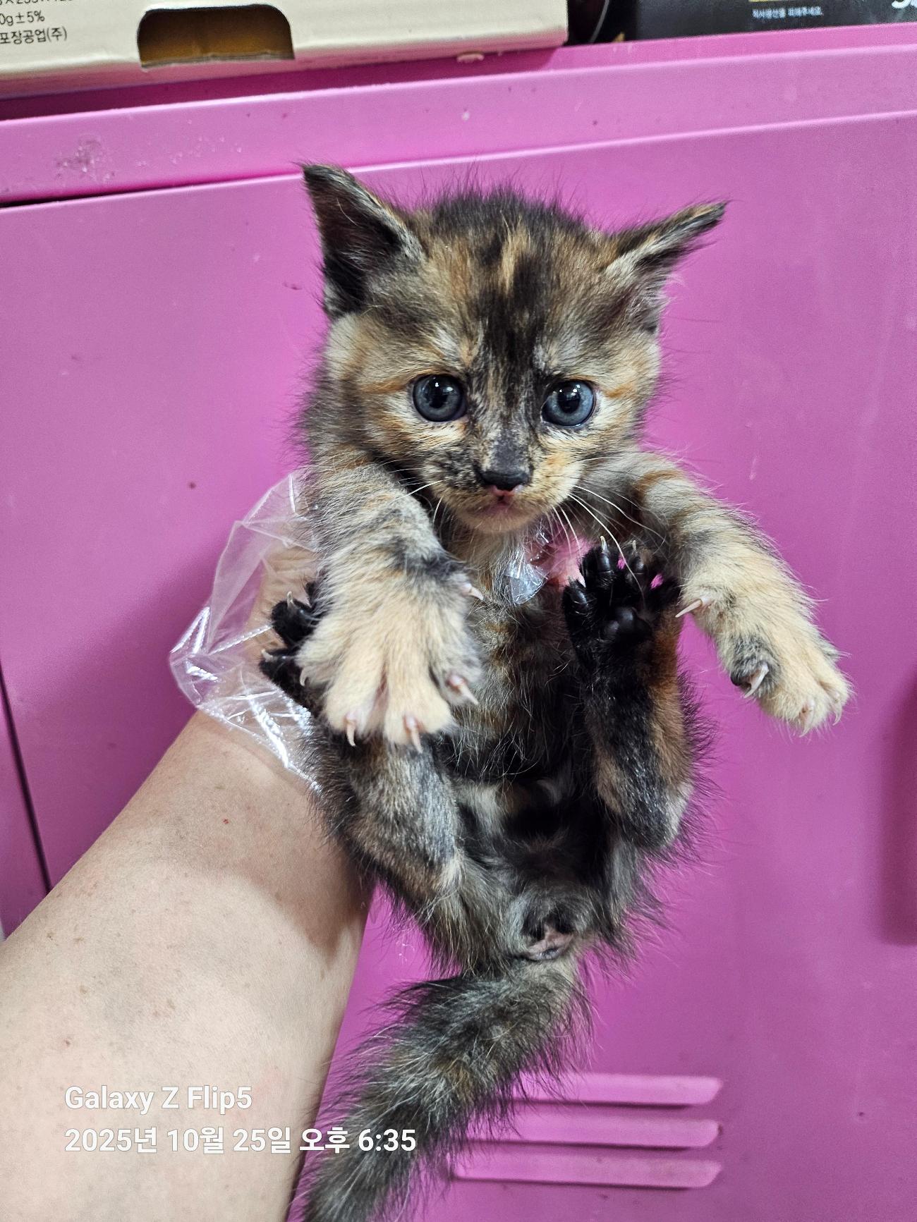 울산유기동물보호센터_431372202500678