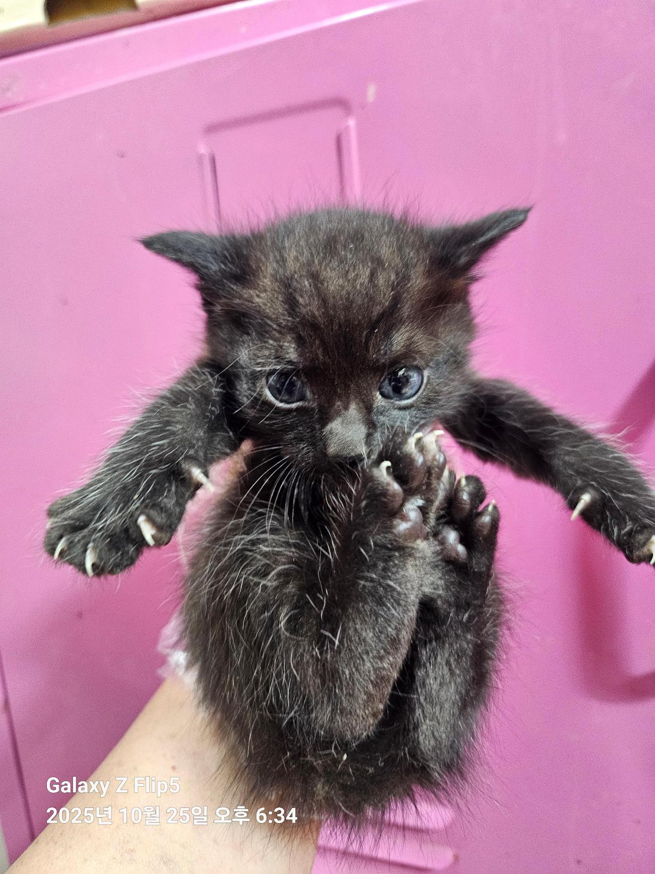 종료(자연사) 한국…