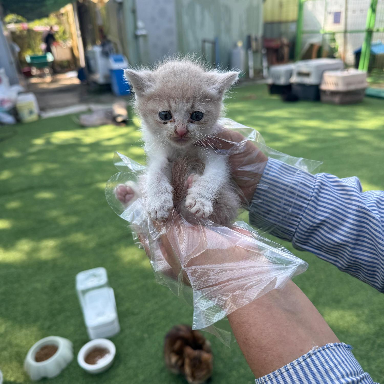 울산유기동물보호센터_431373202501612