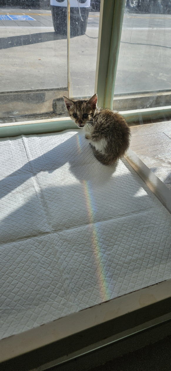 보호중 한국 고양이…