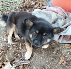 보호중 믹스견의 가…