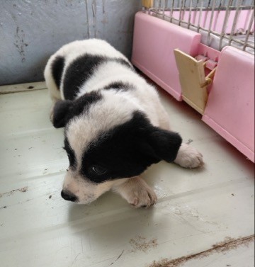 보령시유기동물보호소_444451202501027