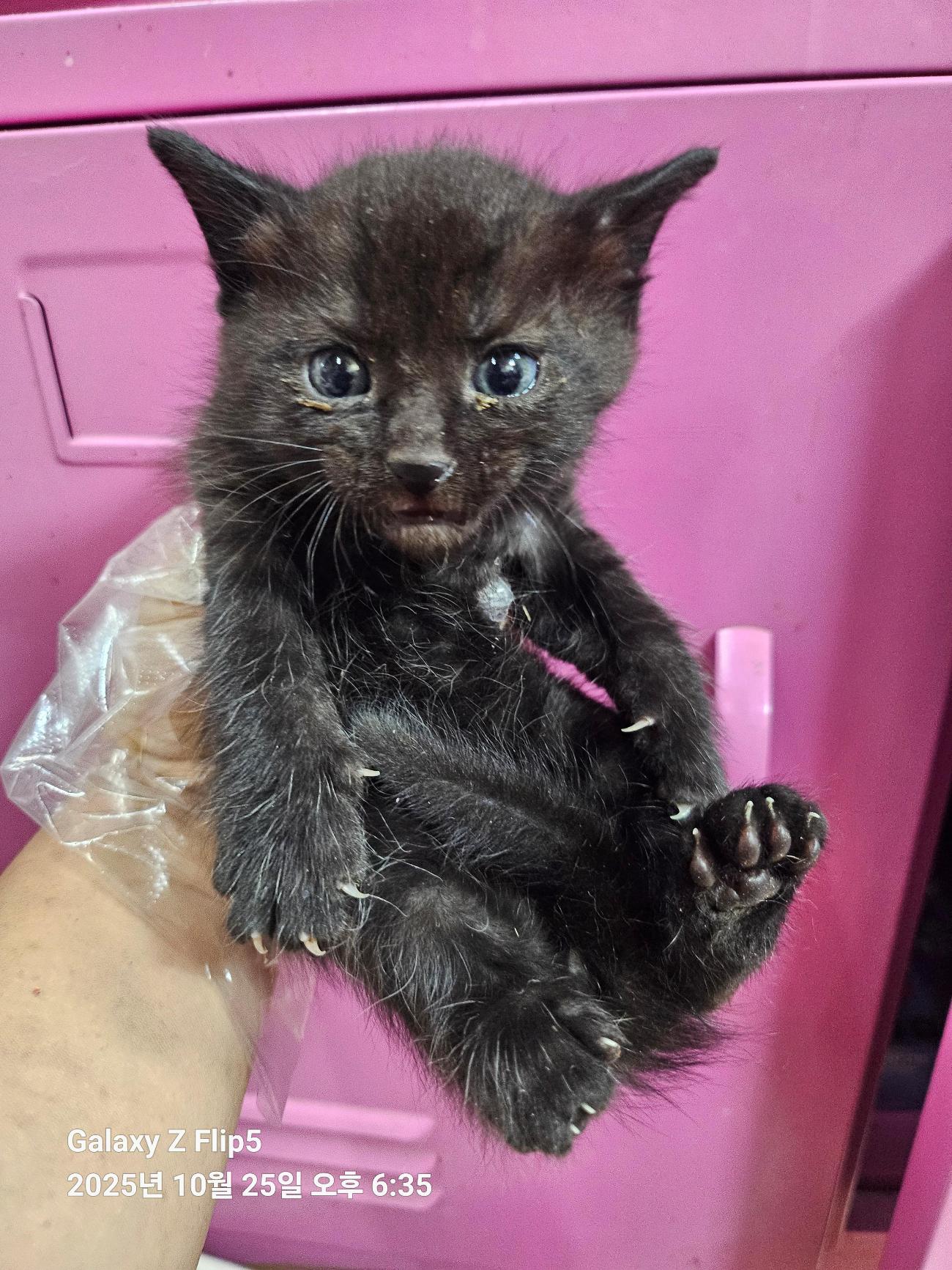 울산유기동물보호센터_431372202500679