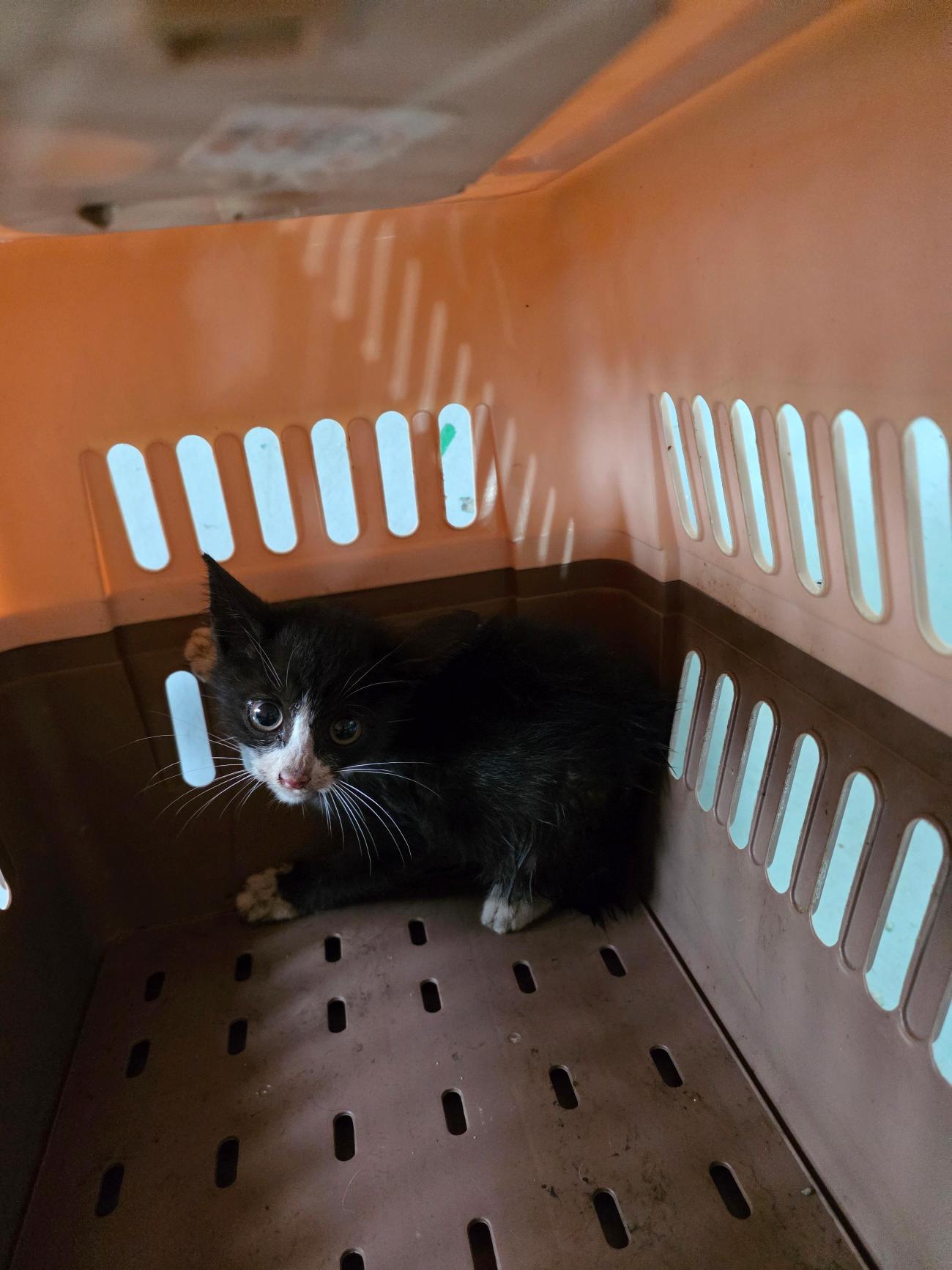 보호중 한국 고양이…