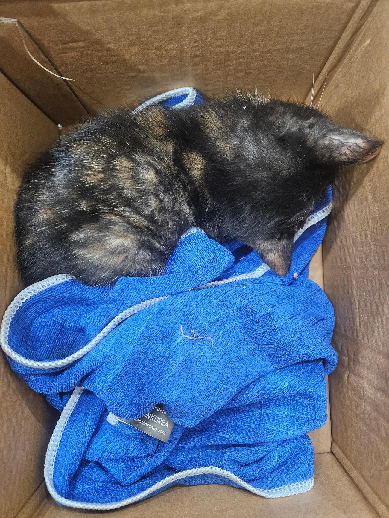 종료(안락사) 한국…