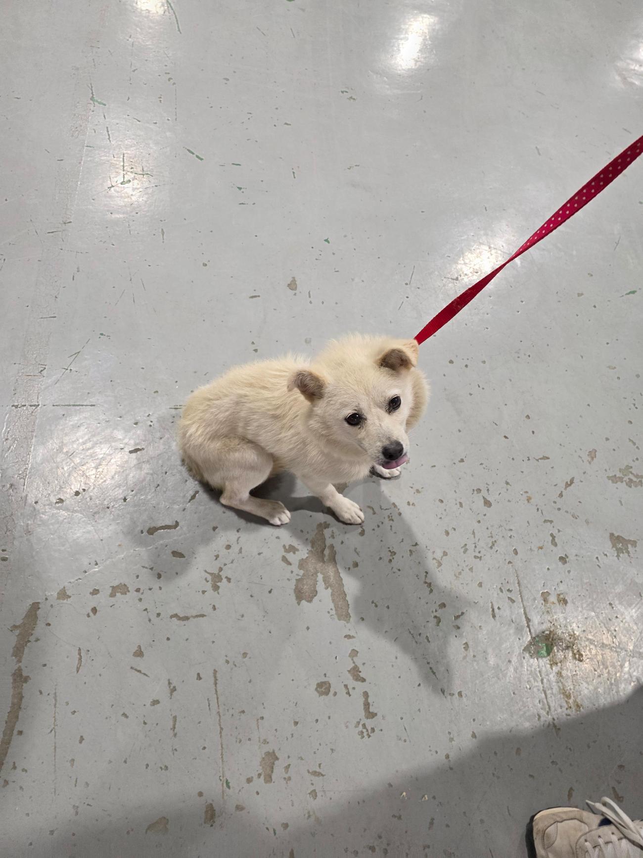 부산동물보호센터_426332202500794