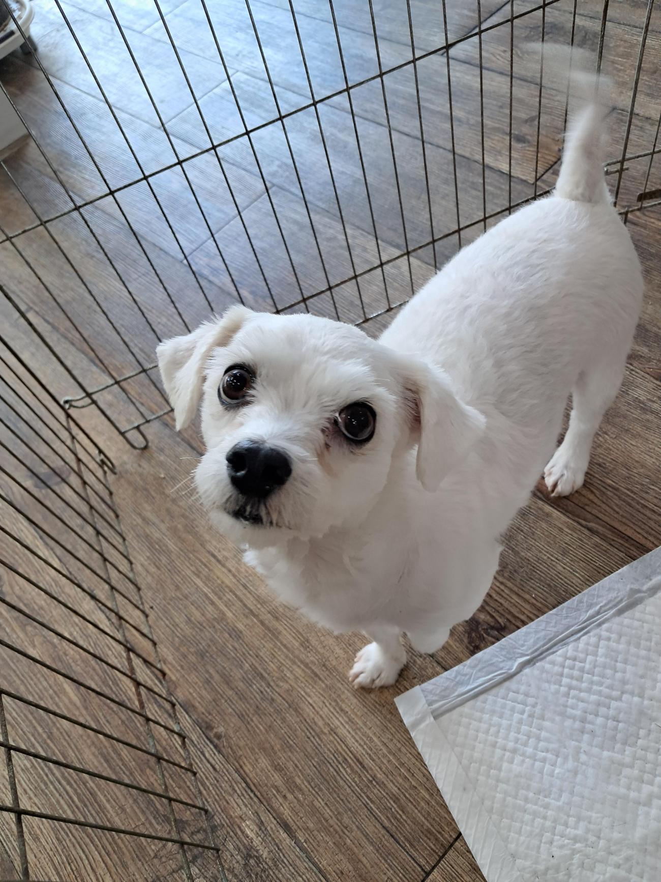 강남동물병원_431370202500818