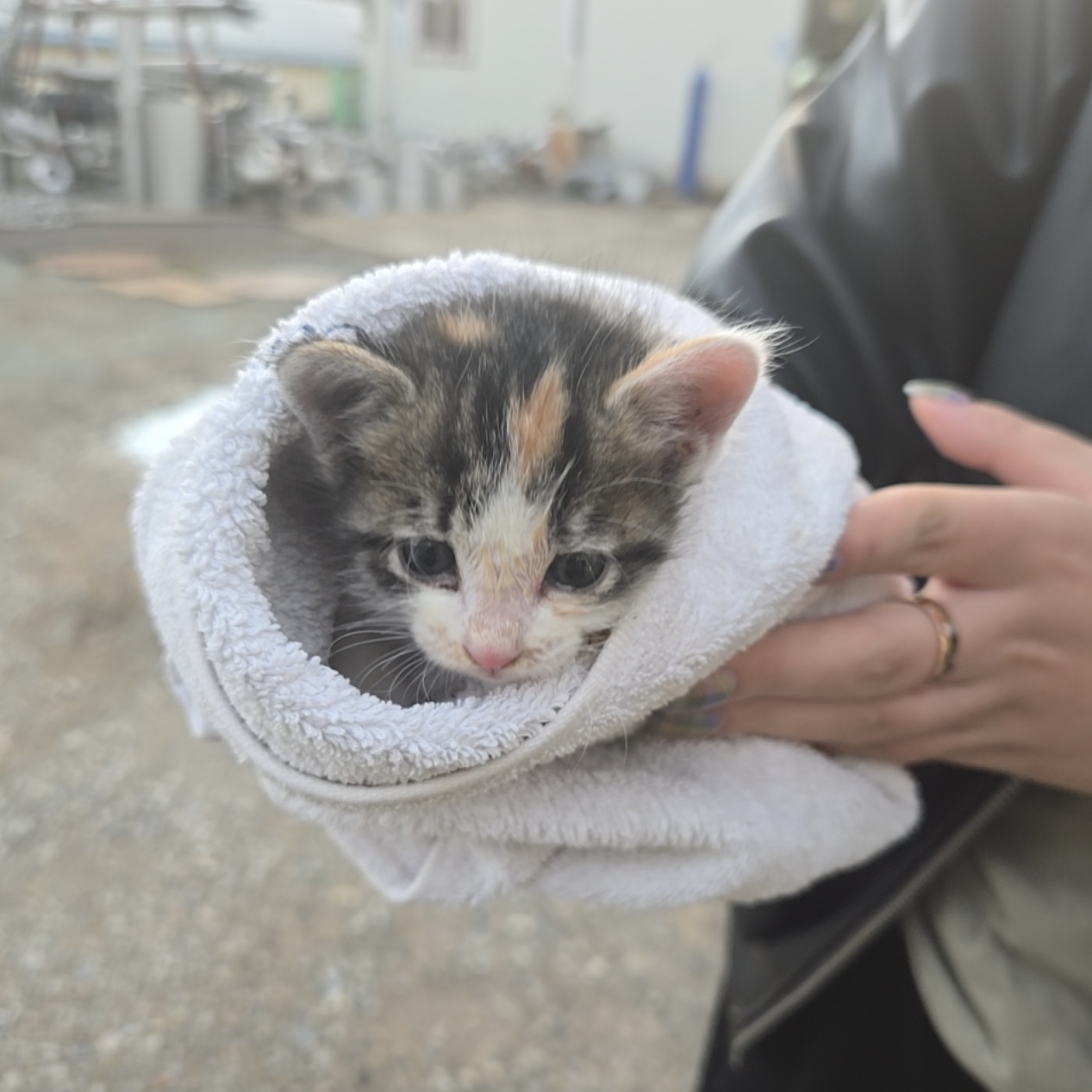 종료(자연사) 한국…