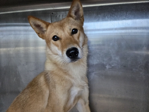 광주동물보호센터_429363202500901