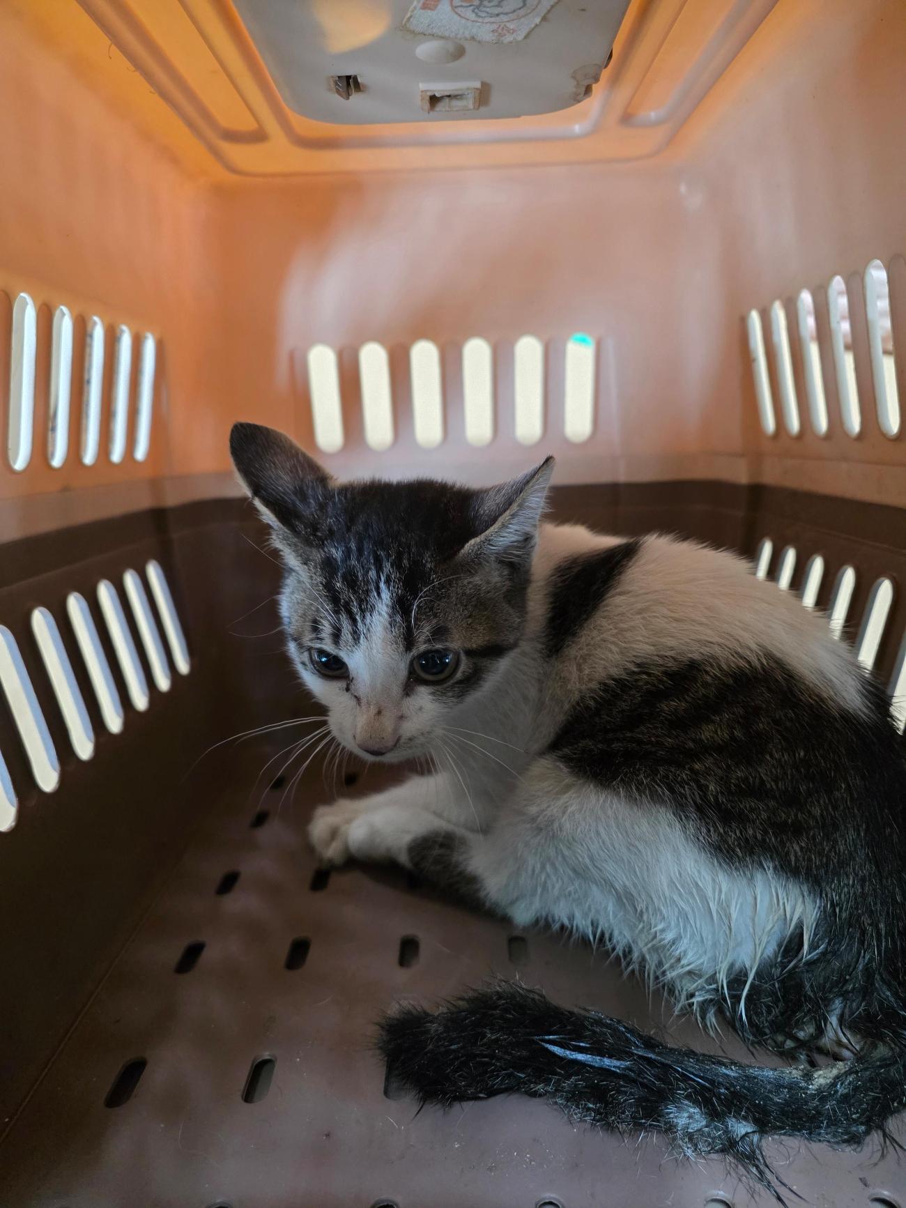 종료(자연사) 한국…