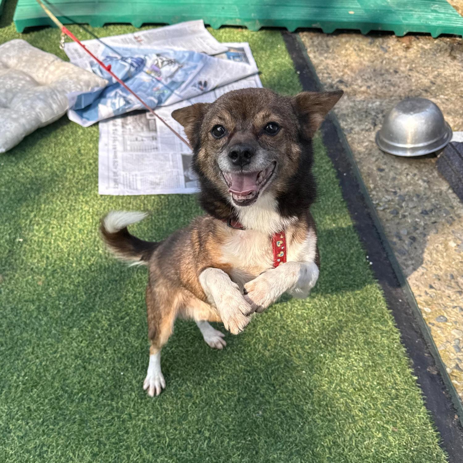 종료(반환) 믹스견…